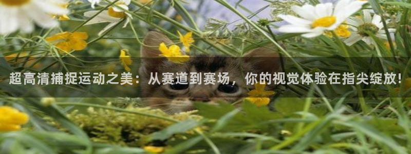熊猫体育nba：超高清捕捉运动之美：从赛道到赛场，你的视觉体验在指尖绽放!